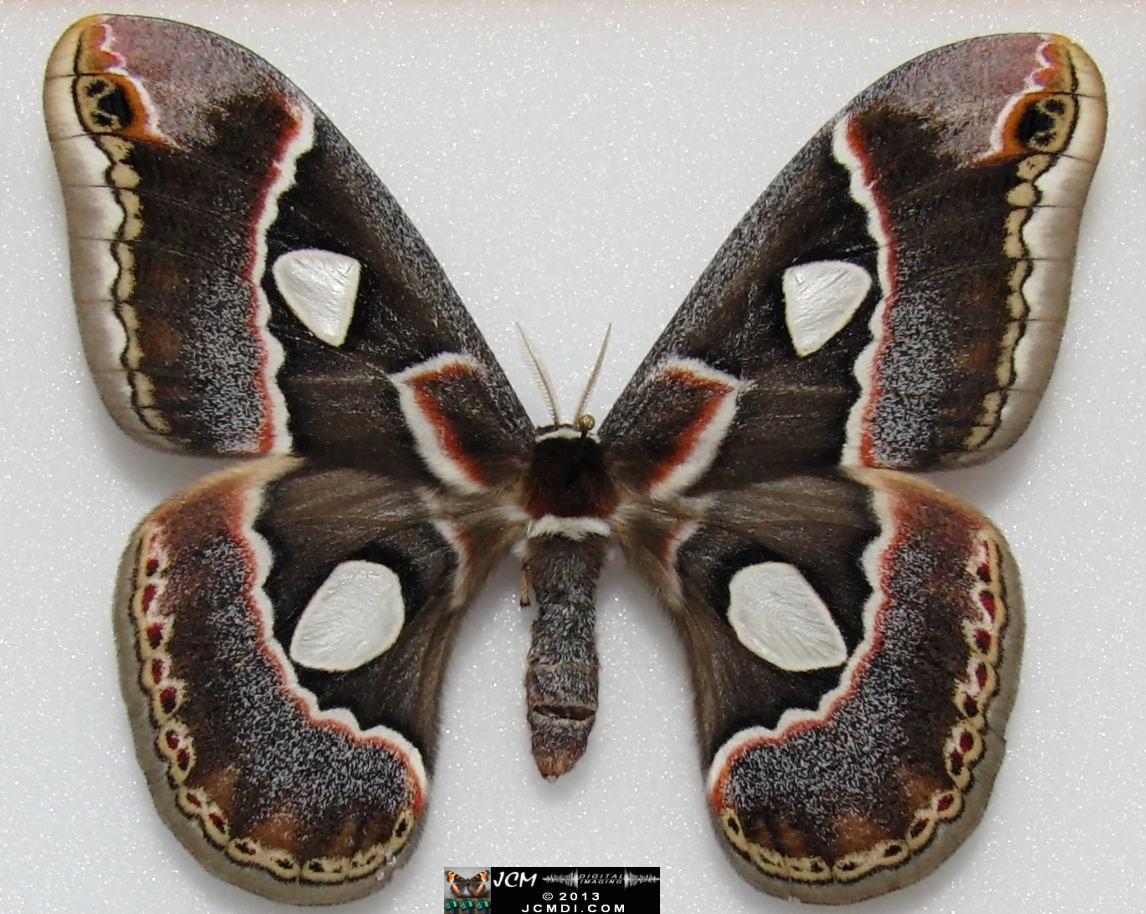 Rothschildia cincta? 02-20-2010 